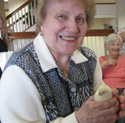 Baby Chicks