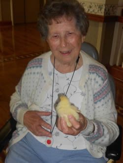 Baby Chicks
